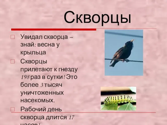 Скворцы Увидал скворца – знай: весна у крыльца Скворцы прилетают к гнезду