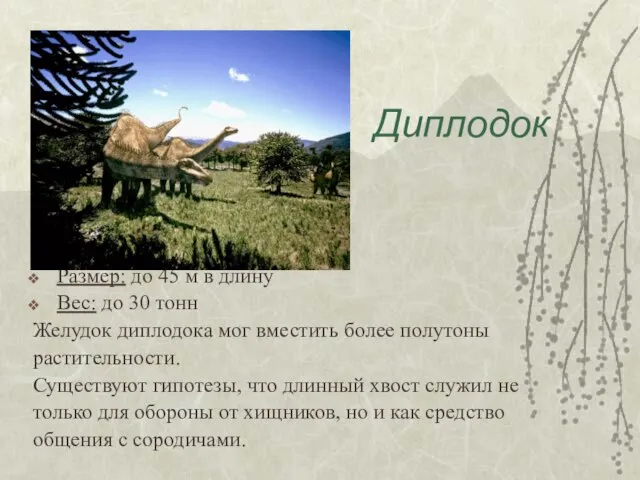 Диплодок Размер: до 45 м в длину Вес: до 30 тонн Желудок