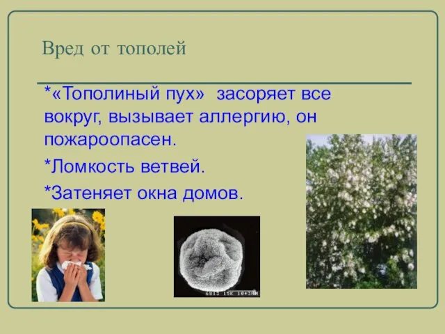 Вред от тополей *«Тополиный пух» засоряет все вокруг, вызывает аллергию, он пожароопасен.