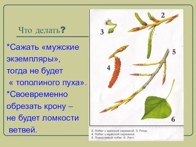 Что делать? *Сажать «мужские экземпляры», тогда не будет « тополиного пуха». *Своевременно