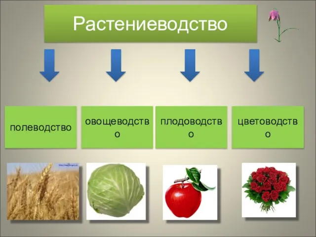 Растениеводство полеводство овощеводство плодоводство цветоводство