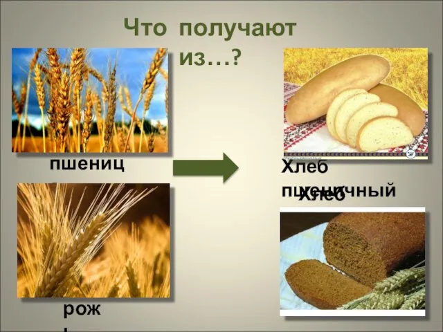 Что получают из…? пшеница Хлеб пшеничный рожь Хлеб ржаной