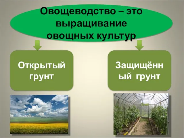 Овощеводство – это выращивание овощных культур Открытый грунт Защищённый грунт