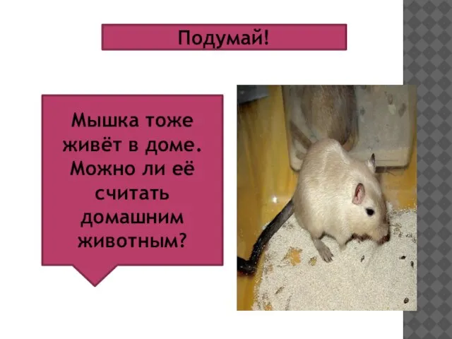 Подумай! Мышка тоже живёт в доме. Можно ли её считать домашним животным?