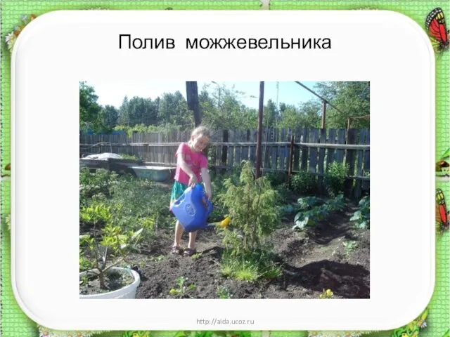 Полив можжевельника * http://aida.ucoz.ru