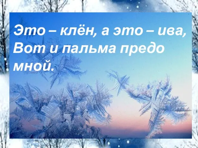 Это – клён, а это – ива, Вот и пальма предо мной.