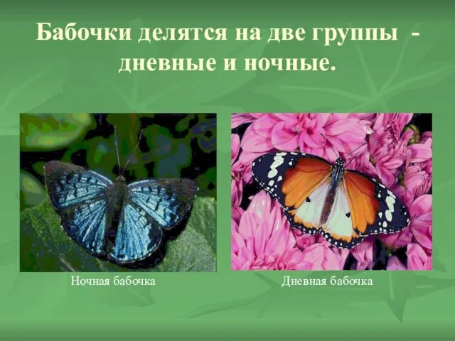 Бабочки делятся на две группы - дневные и ночные. Ночная бабочка Дневная бабочка