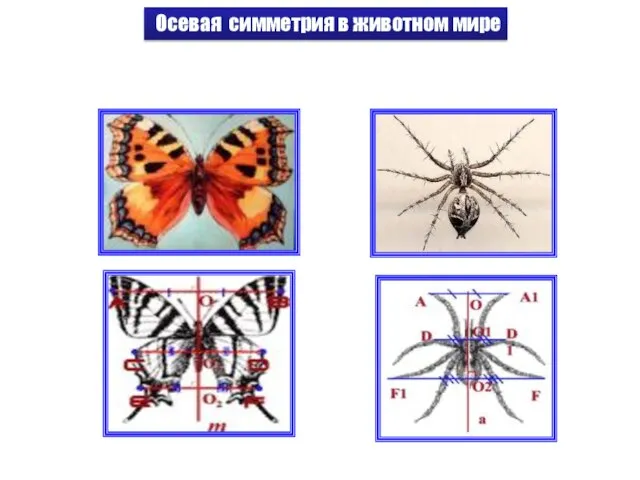 Осевая симметрия в животном мире