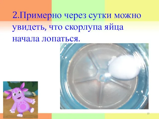 2.Примерно через сутки можно увидеть, что скорлупа яйца начала лопаться. *