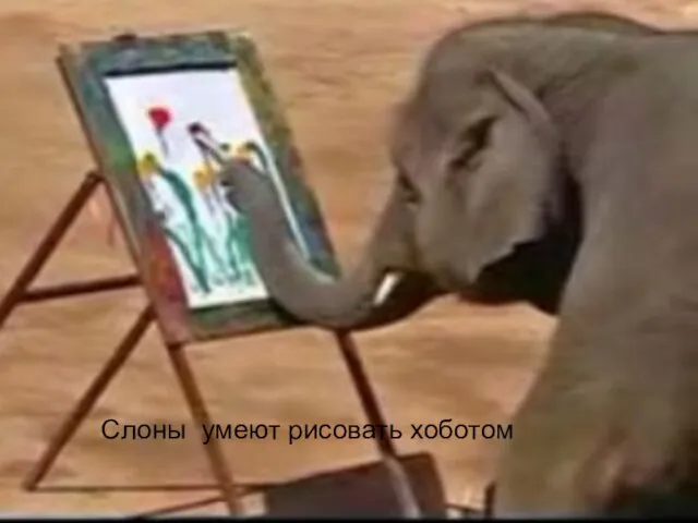Слоны умеют рисовать хоботом