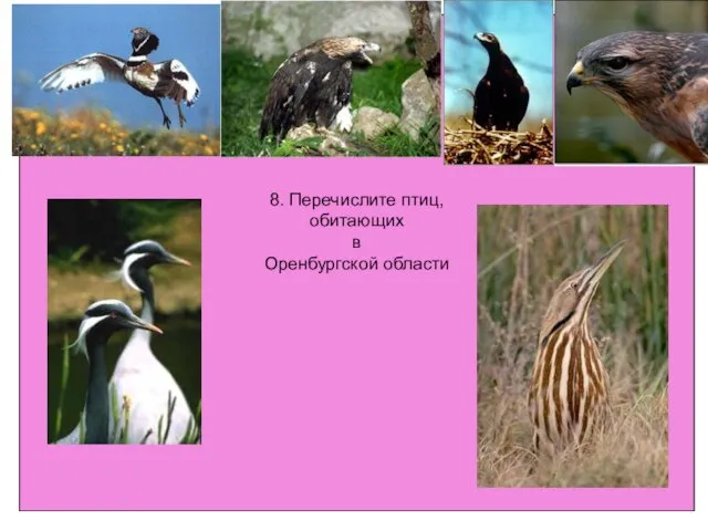 8. Перечислите птиц, обитающих в Оренбургской области 8. Перечислите птиц, обитающих в Оренбургской области