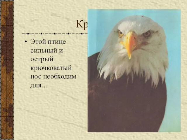 Крючконос Этой птице сильный и острый крючковатый нос необходим для…