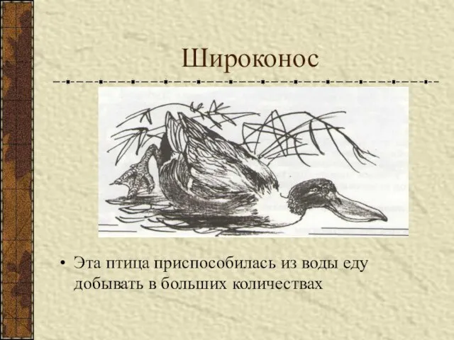 Широконос Эта птица приспособилась из воды еду добывать в больших количествах