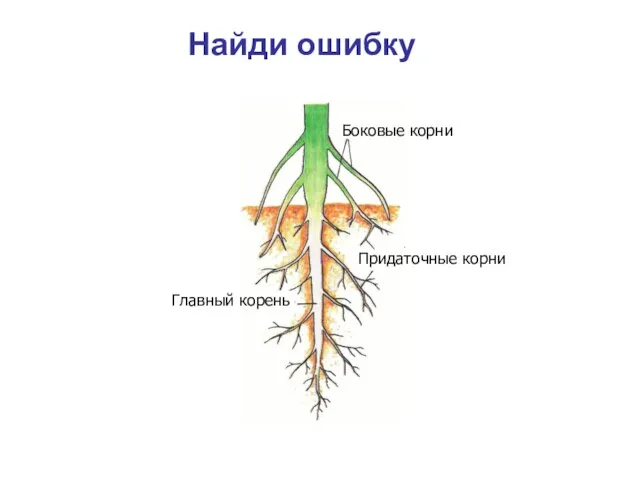 Найди ошибку Боковые корни Придаточные корни Главный корень