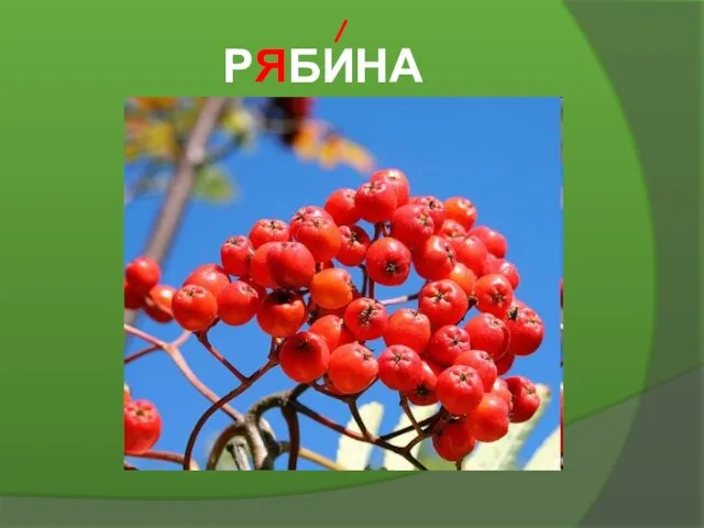 РЯБИНА