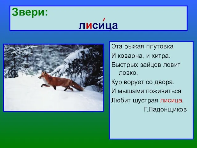 Звери: лисица Эта рыжая плутовка И коварна, и хитра. Быстрых зайцев ловит