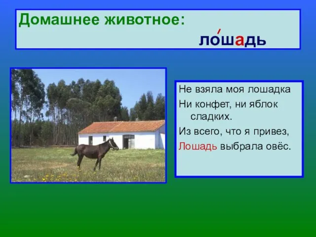 Домашнее животное: лошадь Не взяла моя лошадка Ни конфет, ни яблок сладких.