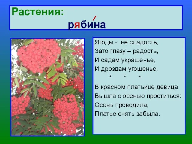 Растения: рябина Ягоды - не сладость, Зато глазу – радость, И садам