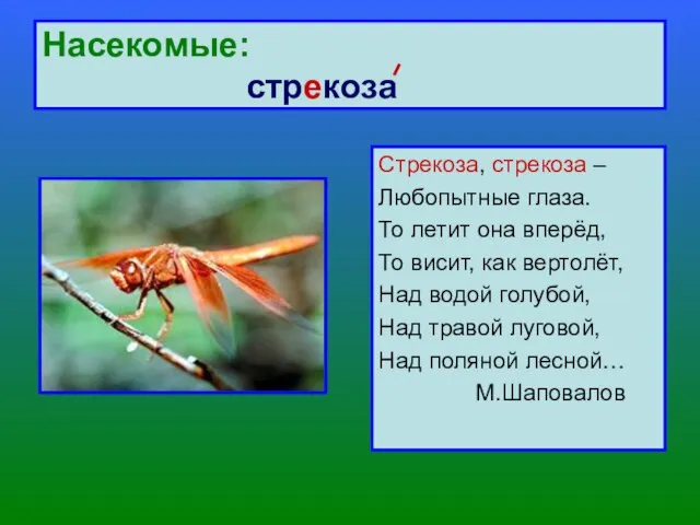 Насекомые: стрекоза Стрекоза, стрекоза – Любопытные глаза. То летит она вперёд, То