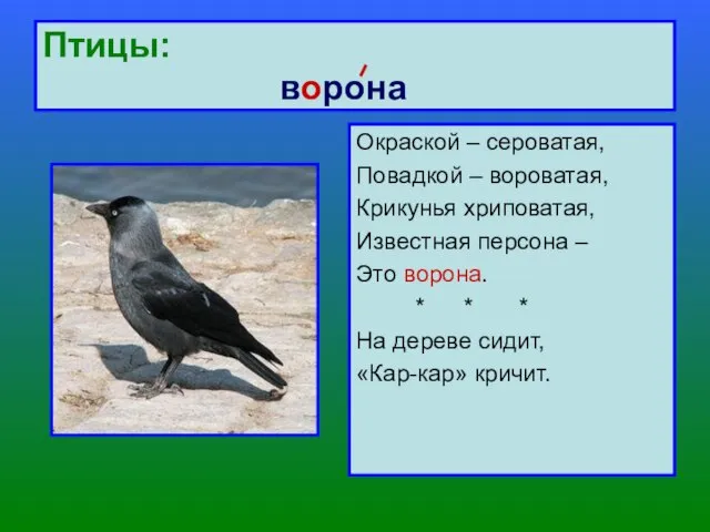 Птицы: ворона Окраской – сероватая, Повадкой – вороватая, Крикунья хриповатая, Известная персона