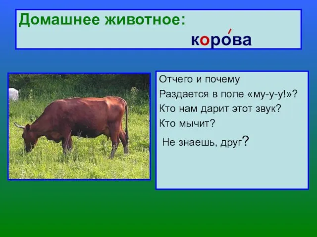 Домашнее животное: корова Отчего и почему Раздается в поле «му-у-у!»? Кто нам