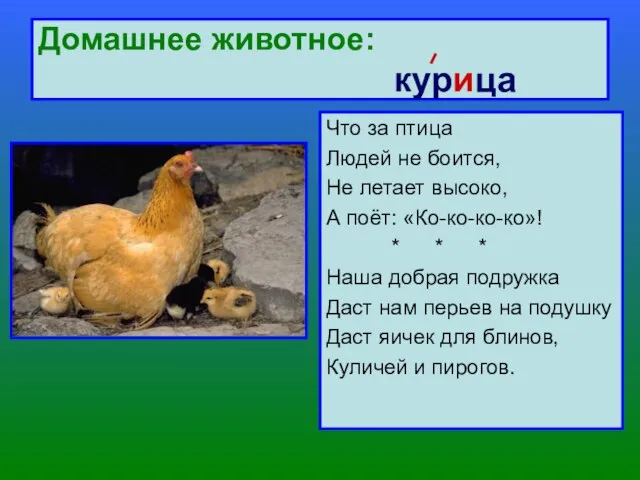 Домашнее животное: курица Что за птица Людей не боится, Не летает высоко,