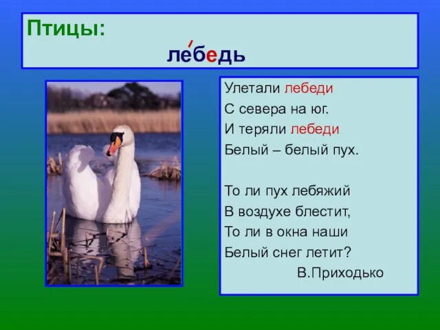 Птицы: лебедь Улетали лебеди С севера на юг. И теряли лебеди Белый