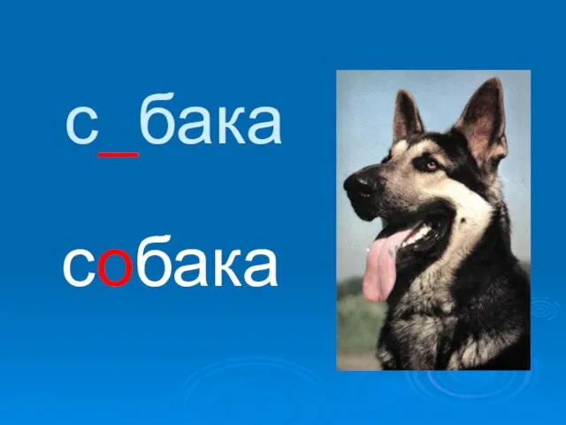 с_бака собака