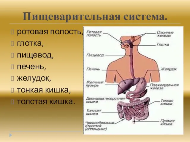 Пищеварительная система. ротовая полость, глотка, пищевод, печень, желудок, тонкая кишка, толстая кишка.