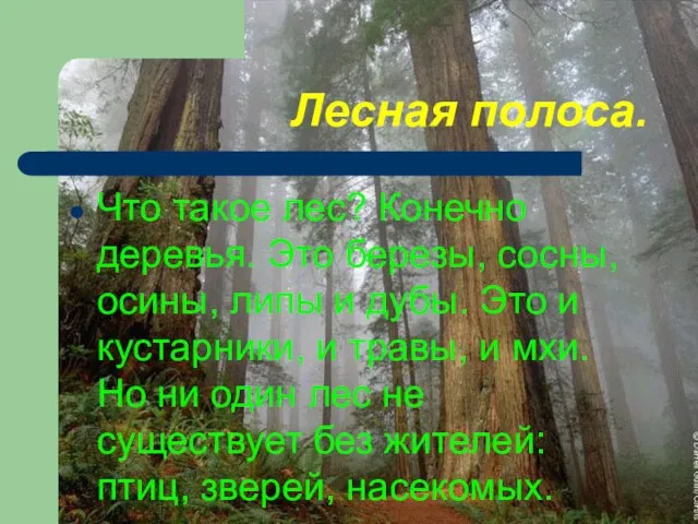 Лесная полоса. Что такое лес? Конечно деревья. Это березы, сосны, осины, липы