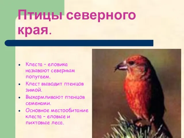 Птицы северного края. Клеста – еловика называют северным попугаем. Клест выводит птенцов