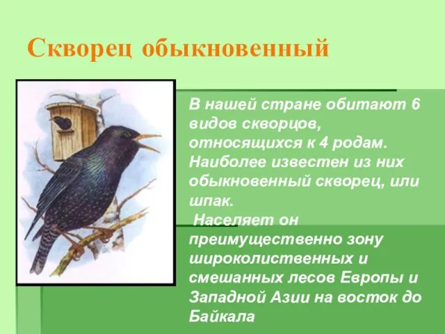 Скворец обыкновенный В нашей стране обитают 6 видов скворцов, относящихся к 4