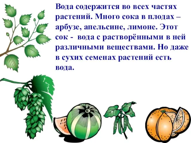 Вода содержится во всех частях растений. Много сока в плодах – арбузе,