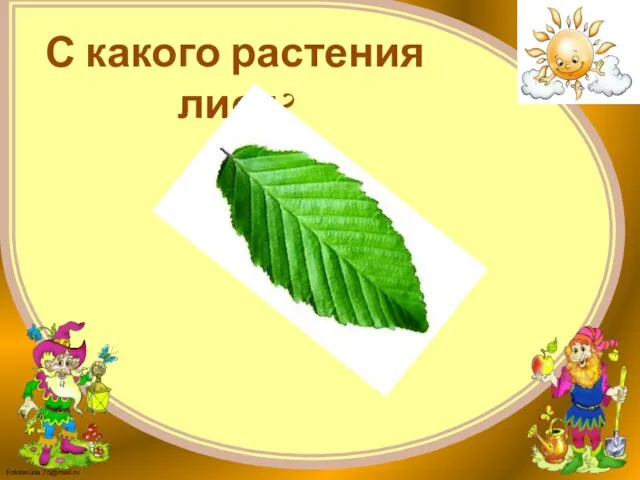 С какого растения лист?