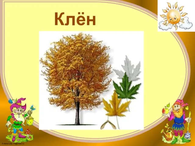 Клён