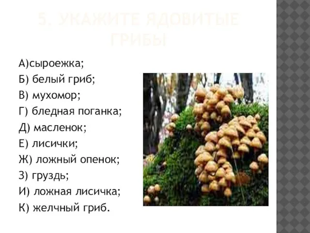 5. УКАЖИТЕ ЯДОВИТЫЕ ГРИБЫ А)сыроежка; Б) белый гриб; В) мухомор; Г) бледная