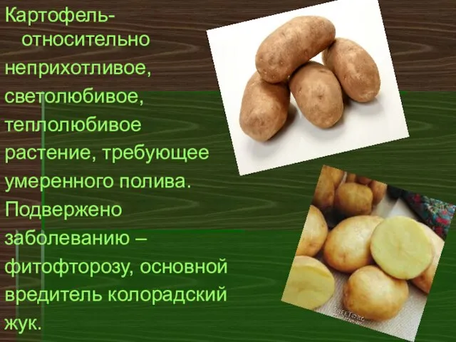 Картофель- относительно неприхотливое, светолюбивое, теплолюбивое растение, требующее умеренного полива. Подвержено заболеванию –