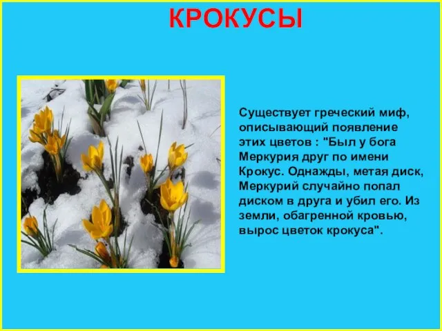 КРОКУСЫ Существует греческий миф, описывающий появление этих цветов : "Был у бога