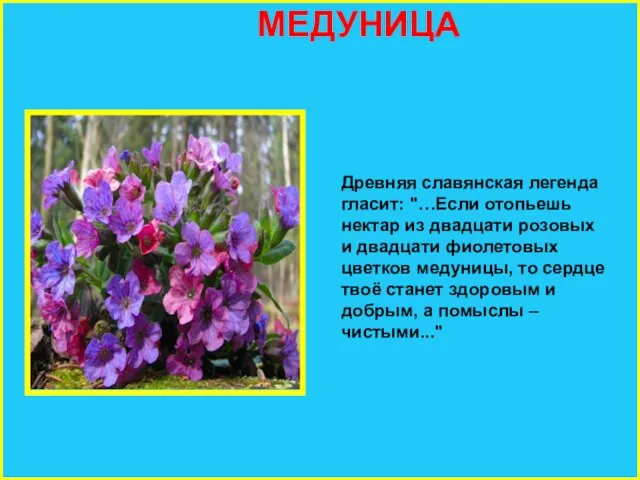 МЕДУНИЦА Древняя славянская легенда гласит: "…Если отопьешь нектар из двадцати розовых и