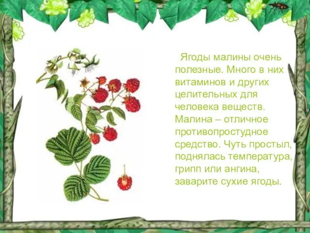 Ягоды малины очень полезные. Много в них витаминов и других целительных для