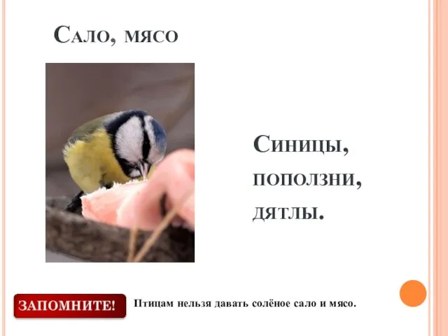 Сало, мясо Синицы, поползни, дятлы. Птицам нельзя давать солёное сало и мясо.