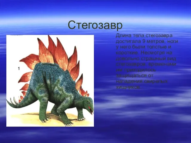 Стегозавр Длина тела стегозавра достигала 9 метров, ноги у него были толстые