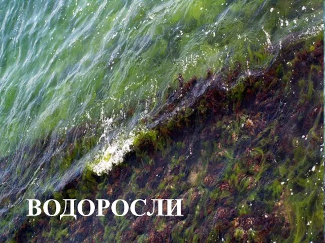 ВОДОРОСЛИ ВОДОРОСЛИ