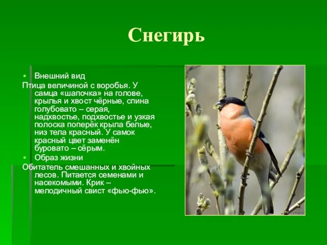 Снегирь Внешний вид Птица величиной с воробья. У самца «шапочка» на голове,