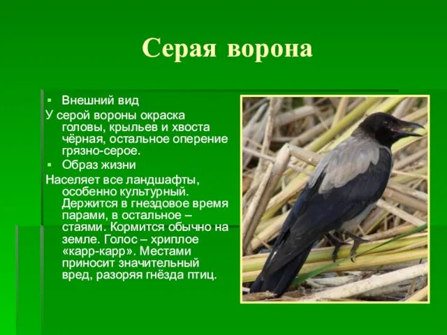 Серая ворона Внешний вид У серой вороны окраска головы, крыльев и хвоста