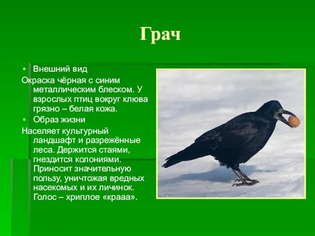 Грач Внешний вид Окраска чёрная с синим металлическим блеском. У взрослых птиц