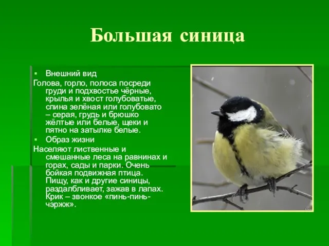 Большая синица Внешний вид Голова, горло, полоса посреди груди и подхвостье чёрные,