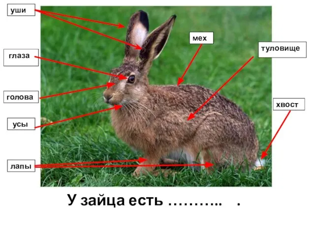 У зайца есть ……….. . уши глаза голова усы лапы мех туловище хвост