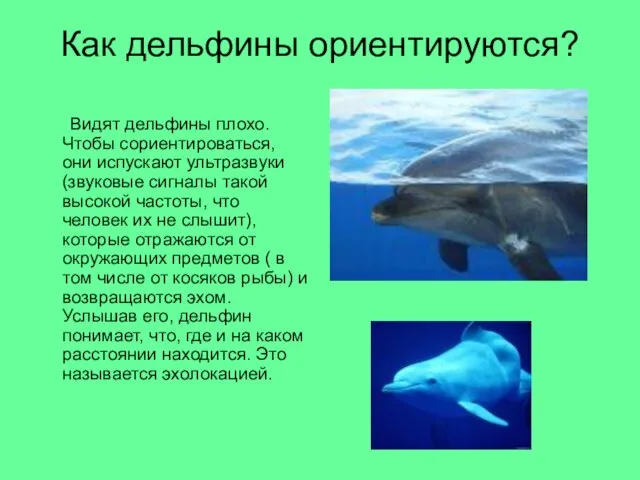 Как дельфины ориентируются? Видят дельфины плохо. Чтобы сориентироваться, они испускают ультразвуки (звуковые