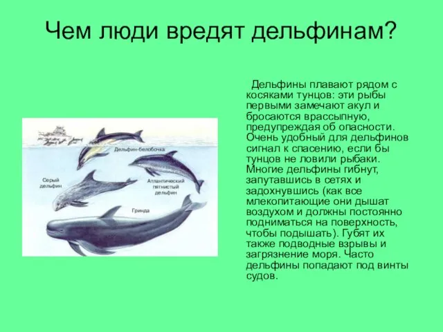 Чем люди вредят дельфинам? Дельфины плавают рядом с косяками тунцов: эти рыбы